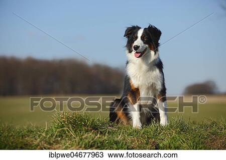 Australian Shepherd, bitch, black-tri, sitting in meadow in blue sky View Large Photo Image Stock Image - Australian Shepherd, bitch, black-tri, sitting in meadow in blue sky. Fotosearch