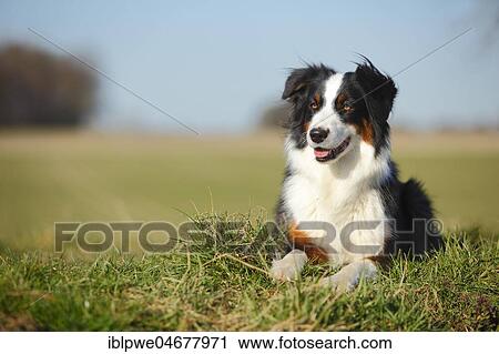Stock Image - Australian Shepherd, bitch, black-tri, lying in the grass. Fotosearch