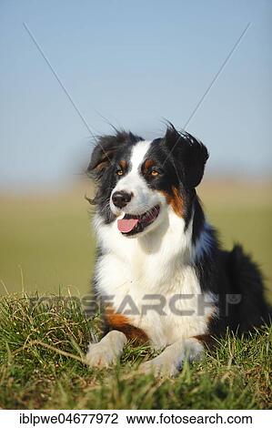 Stock Image - Australian Shepherd, bitch, black-tri, lying in the grass. Fotosearch