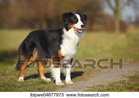 Stock Image - Australian Shepherd, bitch, black-tri, standing on the way. Fotosearch