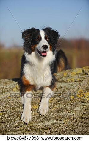 Australian Shepherd, bitch, black-tri, lying View Large Photo Image Stock Photo - Australian Shepherd, bitch, black-tri, lying. Fotosearch