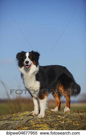 Australian Shepherd, bitch, black-tri, standing, in front of blue sky View Large Photo Image Stock Photography - Australian Shepherd, bitch, black-tri, standing, in front of blue sky. Fotosearch