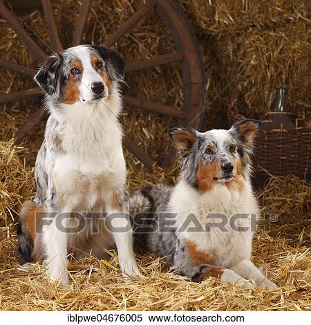 Australian Shepherd, bitches, blue-merle, sitting in the straw View Large Photo Image Stock Photography - Australian Shepherd, bitches, blue-merle, sitting in the straw. Fotosearch