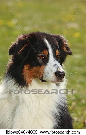 Australian Shepherd, black-tri, animal portrait View Large Photo Image Stock Image - Australian Shepherd, black-tri, animal portrait. Fotosearch