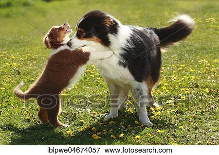 Australian Shepherd, black-tri, puppy, 9 weeks, playing with bitch, red-tri View Large Photo Image Stock Photo - Australian Shepherd, black-tri, puppy, 9 weeks, playing with bitch, red-tri. Fotosearch
