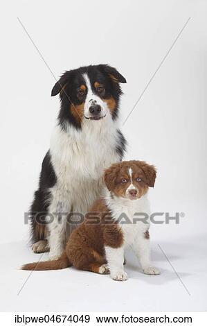 Stock Photo - Australian Shepherd, black-tri, with puppy, red-tri, 9 weeks, sitting. Fotosearch