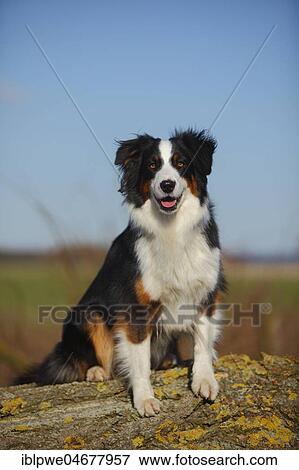 Australian Shepherd, female, black-tri, sitting View Large Photo Image Stock Photo - Australian Shepherd, female, black-tri, sitting. Fotosearch