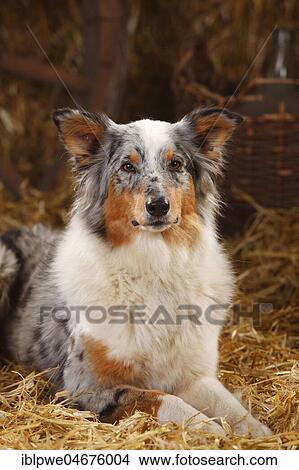 Australian Shepherd, female, blue-merle, animal portrait, lying on straw View Large Photo Image Picture - Australian Shepherd, female, blue-merle, animal portrait, lying on straw. Fotosearch
