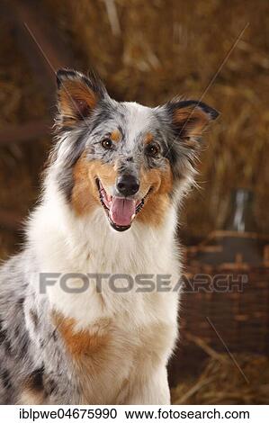 Stock Image - Australian Shepherd, female, blue-merle, animal portrait. Fotosearch