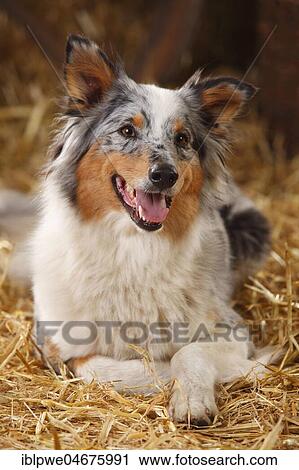 Stock Image - Australian Shepherd, female, blue-merle, animal portrait, lying on straw. Fotosearch