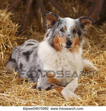 Australian Shepherd, female, blue-merle, lying on straw View Large Photo Image Stock Image - Australian Shepherd, female, blue-merle, lying on straw. Fotosearch