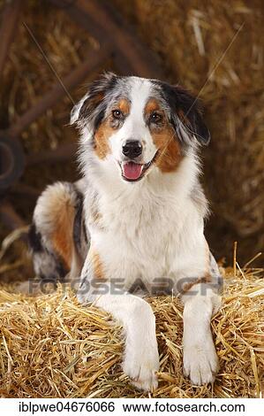 Australian Shepherd, female, blue-merle, lying on straw View Large Photo Image Stock Photograph - Australian Shepherd, female, blue-merle, lying on straw. Fotosearch