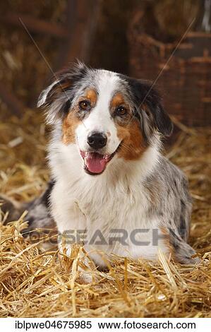 Australian Shepherd, female, blue-merle, lying on straw View Large Photo Image Stock Photography - Australian Shepherd, female, blue-merle, lying on straw. Fotosearch