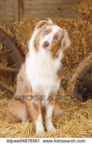 Australian Shepherd, male, red-merle, sitting, faithful look View Large Photo Image Stock Image - Australian Shepherd, male, red-merle, sitting, faithful look. Fotosearch