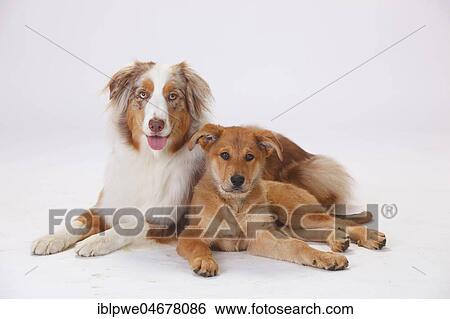 Stock Photograph - Australian Shepherd, male, red-merle, and Harzer Fuchs, puppy, 3 months, lying next to each other. Fotosearch