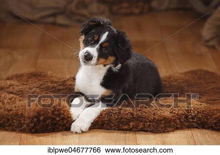 Australian Shepherd, puppy, 12 weeks, black-tri, lying on coat View Large Photo Image Stock Photograph - Australian Shepherd, puppy, 12 weeks, black-tri, lying on coat. Fotosearch