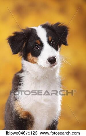 Stock Image - Australian Shepherd, puppy, 13 weeks, black-tri, animal portrait, autumnal. Fotosearch