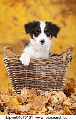 Australian Shepherd, puppy, 13 weeks, black-tri, sitting in basket in autumn leaves View Large Photo Image Stock Image - Australian Shepherd, puppy, 13 weeks, black-tri, sitting in basket in autumn leaves. Fotosearch