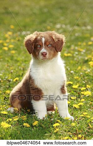 Australian Shepherd, puppy, red-tri, 9 weeks, sitting in meadow View Large Photo Image Picture - Australian Shepherd, puppy, red-tri, 9 weeks, sitting in meadow. Fotosearch