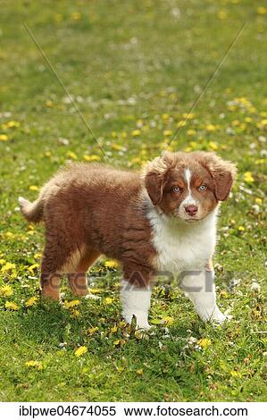 Australian Shepherd, puppy, red-tri, 9 weeks, standing in meadow View Large Photo Image Stock Photography - Australian Shepherd, puppy, red-tri, 9 weeks, standing in meadow. Fotosearch