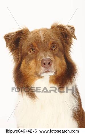 Australian Shepherd, red-tri, animal portrait View Large Photo Image Stock Photograph - Australian Shepherd, red-tri, animal portrait. Fotosearch