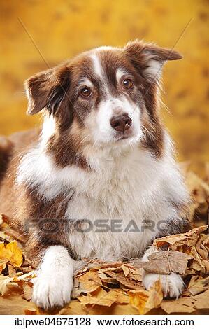 Australian Shepherd, red-tri, male, old dog, lying in autumn leaves View Large Photo Image Stock Photo - Australian Shepherd, red-tri, male, old dog, lying in autumn leaves. Fotosearch