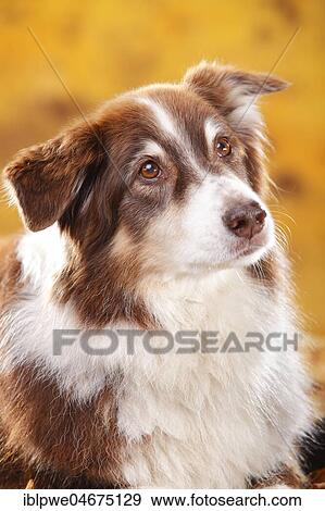 Stock Photo - Australian Shepherd, red-tri, male, old dog, animal portrait, autumnal. Fotosearch