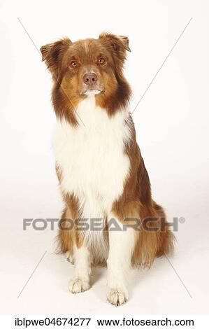 Australian Shepherd, red-tri, sitting View Large Photo Image Stock Photo - Australian Shepherd, red-tri, sitting. Fotosearch