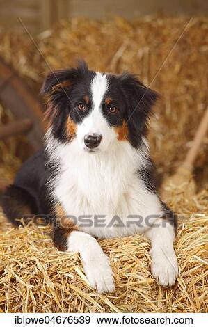 Australian Shepherd, young bitch, black-tri, 10 months, sitting on straw View Large Photo Image Stock Photo - Australian Shepherd, young bitch, black-tri, 10 months, sitting on straw. Fotosearch