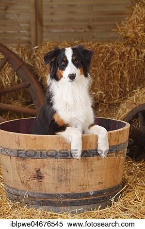 Australian Shepherd, young bitch, black-tri, 10 months, sitting in wooden barrel View Large Photo Image Stock Photography - Australian Shepherd, young bitch, black-tri, 10 months, sitting in wooden barrel. Fotosearch