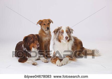 Stock Image - Australian Shepherds, males, red-tri and red-merle, and Harzer Fuchs, puppy, 3 months, lying side by side. Fotosearch