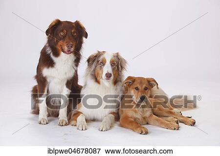 Australian Shepherds, males, red-tri and red-merle, and Harzer Fuchs, puppy, 3 months, lying side by side View Large Photo Image Stock Photo - Australian Shepherds, males, red-tri and red-merle, and Harzer Fuchs, puppy, 3 months, lying side by side. Fotosearch