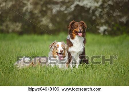 Australian Shepherds, males, red-tri and red-merle, sitting in the grass View Large Photo Image Stock Photograph - Australian Shepherds, males, red-tri and red-merle, sitting in the grass. Fotosearch