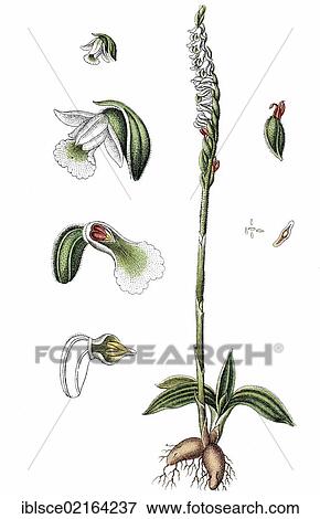 Stock Photo - Autumn lady's-tresses (Spiranthes spiralis), medicinal plant, crop plant, chromolithography, about 1870. Fotosearch