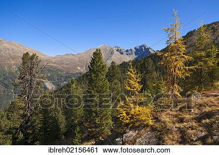 Autumn mountain landscape, Lehner Griesskoegel Mountain and Hairlacher Seekopf Mountain at the rear, Geigenkamm Ridge, seen from near Lake Brechsee, Pitztal, Tyrol, Austria, Europe View Large Photo Image Stock Image - Autumn mountain landscape, Lehner Griesskoegel Mountain and Hairlacher Seekopf Mountain at the rear, Geigenkamm Ridge, seen from near Lake Brechsee, Pitztal, Tyrol, Austria, Europe. Fotosearch