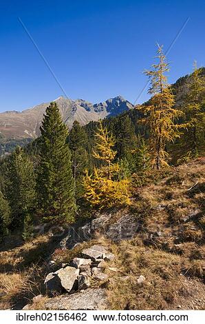 Autumn mountain landscape, Lehner Griesskoegel Mountain and Hairlacher Seekopf Mountain at the rear, Geigenkamm Ridge, seen from near Lake Brechsee, Pitztal, Tyrol, Austria, Europe View Large Photo Image Stock Image - Autumn mountain landscape, Lehner Griesskoegel Mountain and Hairlacher Seekopf Mountain at the rear, Geigenkamm Ridge, seen from near Lake Brechsee, Pitztal, Tyrol, Austria, Europe. Fotosearch