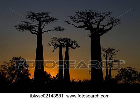 Stock Image - Avenue of Baobab (Adansonia digitata) trees at sunset, near Morondava in western Madagascar, Africa, Indian Ocean. Fotosearch