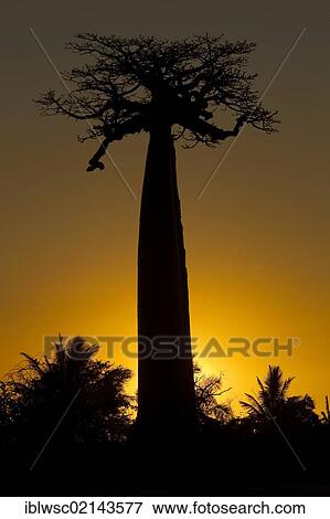 Stock Photo - Avenue of Baobab (Adansonia digitata) trees at sunset, near Morondava in western Madagascar, Africa, Indian Ocean. Fotosearch