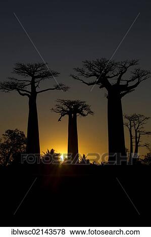 Stock Photo - Avenue of Baobab (Adansonia digitata) trees at sunset, near Morondava in western Madagascar, Africa, Indian Ocean. Fotosearch
