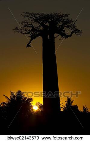 Stock Photo - Avenue of Baobab (Adansonia digitata) trees at sunset, near Morondava in western Madagascar, Africa, Indian Ocean. Fotosearch
