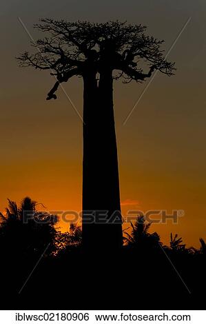Avenue or Alley of the Baobabs, Baobab Tree (Adansonia digitata), near Morondava, western Madagascar, Africa, Indian, Ocean View Large Photo Image Stock Photograph - Avenue or Alley of the Baobabs, Baobab Tree (Adansonia digitata), near Morondava, western Madagascar, Africa, Indian, Ocean. Fotosearch