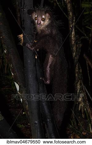 Aye-aye (Daubentonia madagascariensis) climbs on tree trunk at night, Akanin'ny Nofy Reserve, Madagascar, Africa View Large Photo Image Stock Image - Aye-aye (Daubentonia madagascariensis) climbs on tree trunk at night, Akanin'ny Nofy Reserve, Madagascar, Africa. Fotosearch