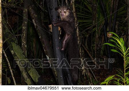 Aye-aye (Daubentonia madagascariensis) climbs on tree trunk at night, Akanin'ny Nofy Reserve, Madagascar, Africa View Large Photo Image Stock Image - Aye-aye (Daubentonia madagascariensis) climbs on tree trunk at night, Akanin'ny Nofy Reserve, Madagascar, Africa. Fotosearch