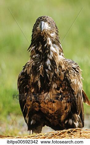 Bald Eagle (Haliaeetus leucocephalus) juvenile Alaska View Large Photo Image Stock Image - Bald Eagle (Haliaeetus leucocephalus) juvenile Alaska. Fotosearch