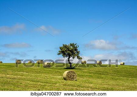 Bales of straw on field with solitary tree and blue sky, Puy de Dome department, Auvergne-Rhône-Alpes, France, Europe View Large Photo Image Stock Photo - Bales of straw on field with solitary tree and blue sky, Puy de Dome department, Auvergne-Rhône-Alpes, France, Europe. Fotosearch