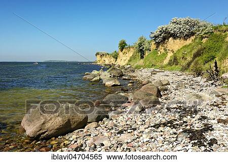 Baltic Sea coast in spring, boulders on the shore, flowering shrubs, steep coast of the Reddevitzer Höft, Mönchgut peninsula, Southeast Rügen Biosphere Reserve, Rügen Island, Mecklenburg-Western Pomerania, Germany, Europe View Large Photo Image Stock Photography - Baltic Sea coast in spring, boulders on the shore, flowering shrubs, steep coast of the Reddevitzer Höft, Mönchgut peninsula, Southeast Rügen Biosphere Reserve, Rügen Island, Mecklenburg-Western Pomerania, Germany, Europe. Fotosearch