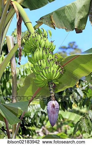 Banana (Musa x paradisiaca), flower and fruit, Nosy Komba, Madagascar, Africa View Large Photo Image Stock Image - Banana (Musa x paradisiaca), flower and fruit, Nosy Komba, Madagascar, Africa. Fotosearch