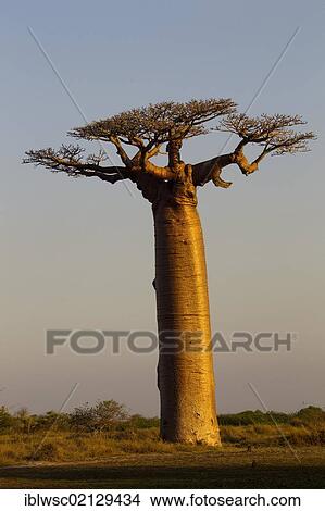 Picture - Baobab Alley, Baobab trees (Adansonia digitata), near Morondava in the west of Madagascar, Africa, Indian Ocean. Fotosearch