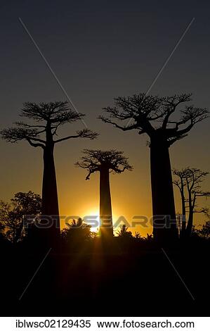Stock Photography - Baobab Alley, Baobab trees (Adansonia digitata) at sunset, near Morondava in the west of Madagascar, Africa, Indian Ocean. Fotosearch