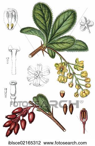 Barberry (Berberis vulgaris), medicinal plant, useful plant, chromolithograph, circa 1790 View Large Photo Image Stock Image - Barberry (Berberis vulgaris), medicinal plant, useful plant, chromolithograph, circa 1790. Fotosearch